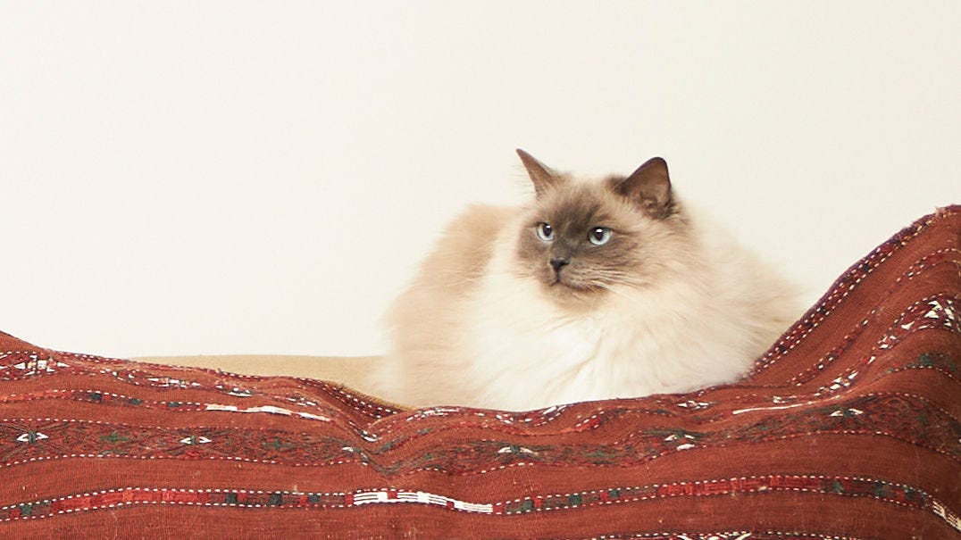 Kot odpoczywa na kocu w domu przyjaznym dla alergików, z czystym powietrzem w pomieszczeniach